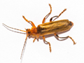 Cantharis livida